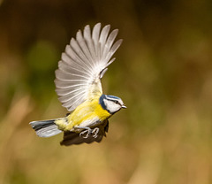 Blue tit