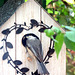 My resident chickadee bringing food.