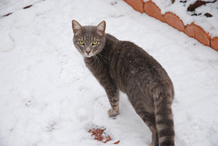 Oubi découvre la neige