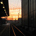 Morning Glory II