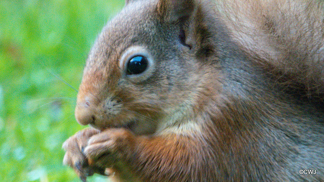 Dawn breakfast for Red Squirrel