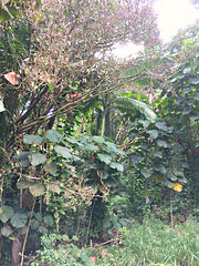 Road side Vegetation