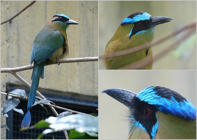 Blue-crowned Motmot - 15 May 2019