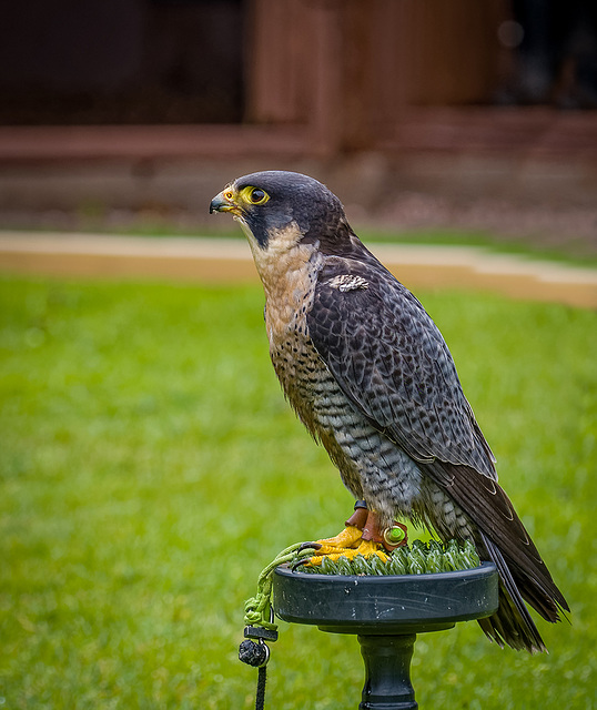 Cheshire falconry29