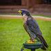 Cheshire falconry29