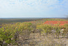 Namibia, African Savannah and Cottages of Etosha Safari Lodge Gondwana