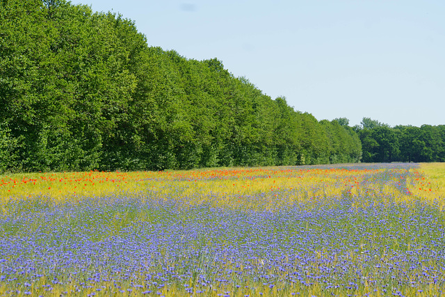 ein bisschen Monet (?)