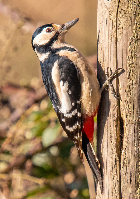 Great spotted woodpecker