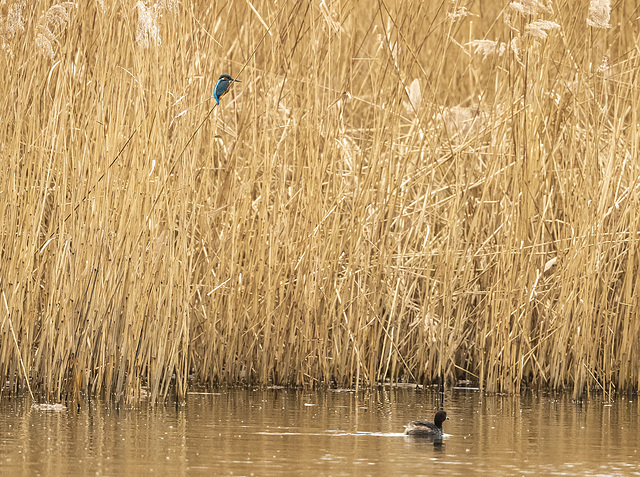 Kingfisher