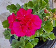 Géranium**********