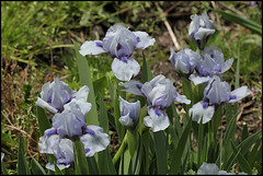 Iris Sapphire Jewels