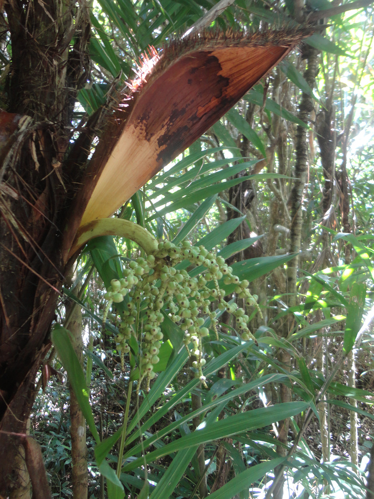 DSC01513 - tucum verde Bactris setosa, Arecaceae