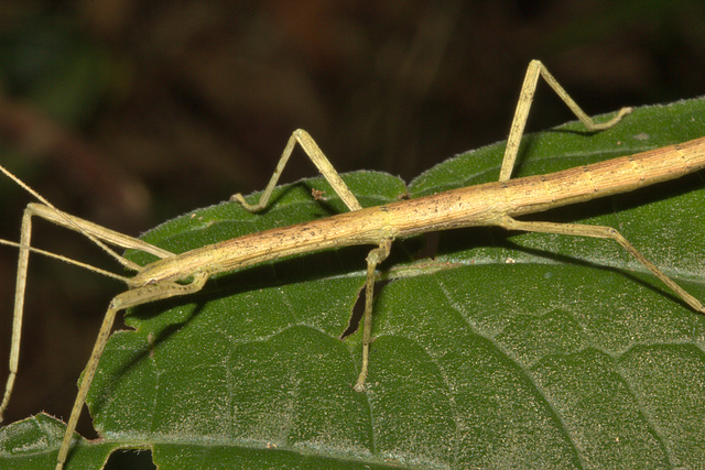 IMG 7962stickinsect