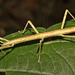 IMG 7962stickinsect