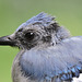 Blue Jays