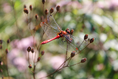 Sympetrum rouge-sang (Sympetrum sanguineum)