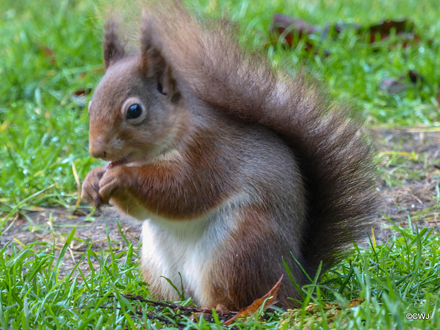 Dawn breakfast for Red Squirrel