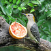 Day 6, Golden-fronted Woodpecker female