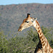 Namibia, Erindi Game Reserve, Such a Long Neck in a Giraffe