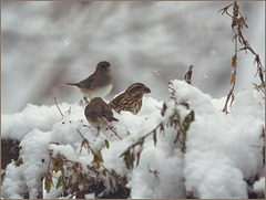 Snowbirds and raspberry finch