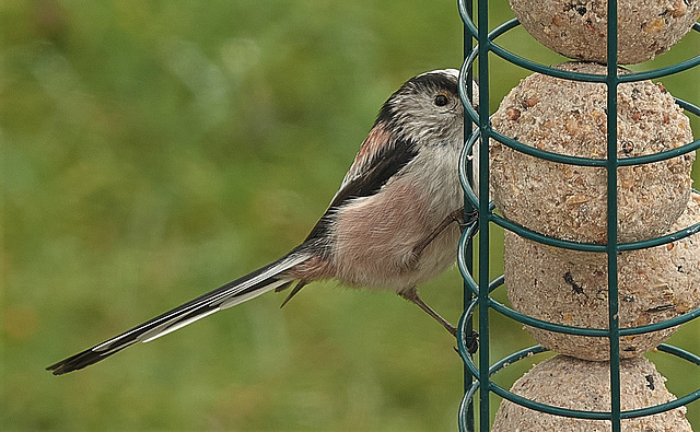 Long Tailed Tit