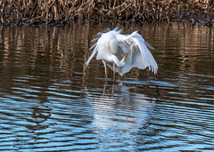 Great white egret