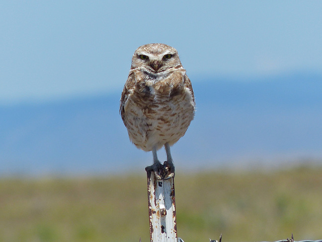 BurrowingOwl2-May2014