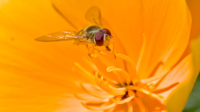 Syrphidae