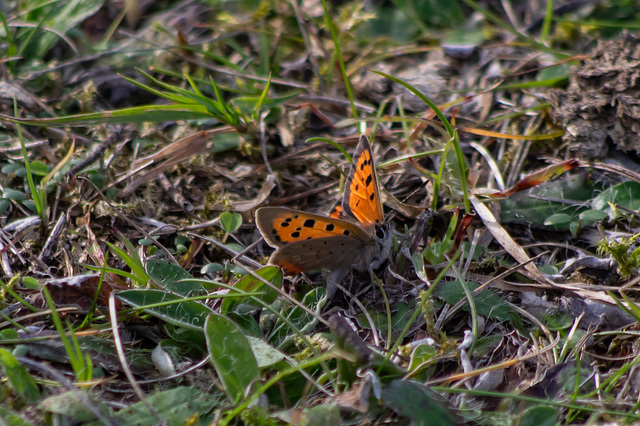 Small Copper Butterfly