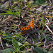 Small Copper Butterfly