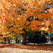Fall Tree 2002