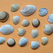 A selection of Sea Shells