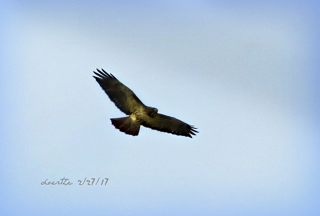 Red-tailed Hawk