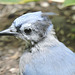 Blue Jays