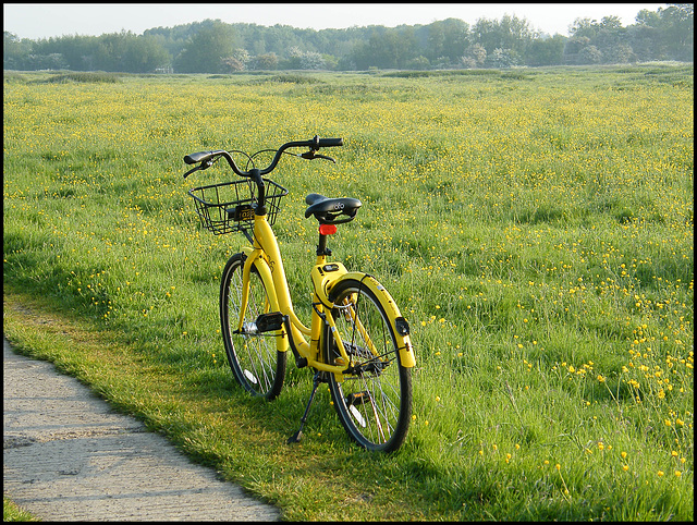 abandoned in the meadow