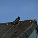 d12bjun162018 (1167)