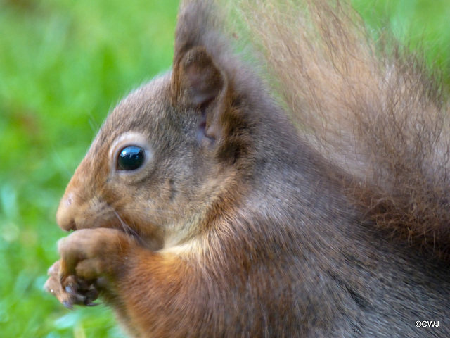 Dawn breakfast for Red Squirrel