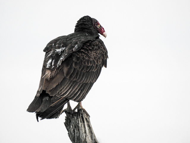 Day 2, Turkey Vulture / Cathartes aura