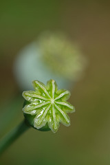 DSCF9954