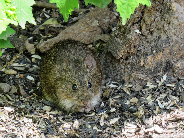 Day 6, Hispid Cotton Rat