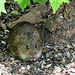 Day 6, Hispid Cotton Rat