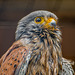 Cheshire falconry32