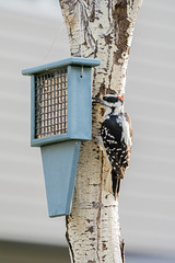 Hairy Woodpecker 02