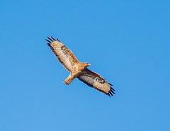 Buzzard