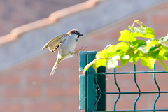 House sparrow