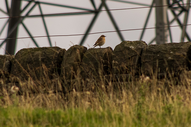 Wheatear on a wall