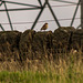 Wheatear on a wall