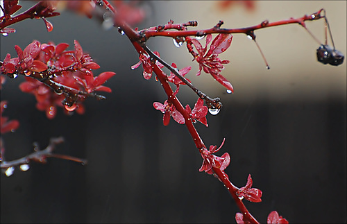 Rain drops