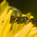 IMG 1672 Sawfly
