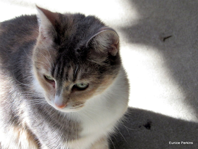 Honey Looking Thoughtful.